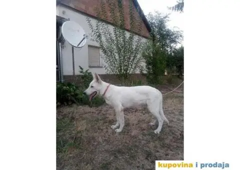 Beli svajcarski ovcar - 2/9