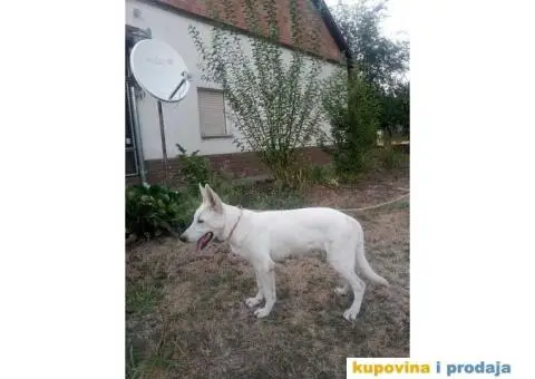 Beli svajcarski ovcar - 3/9