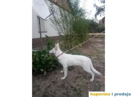 Beli svajcarski ovcar - 4/9