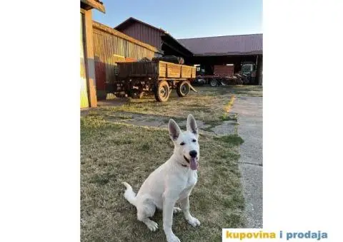 Beli svajcarski ovcar - 6/9