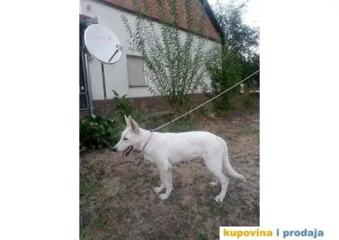 Beli svajcarski ovcar - 7/9