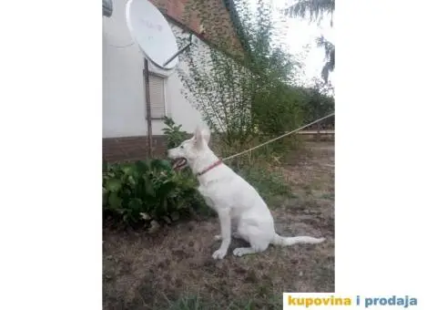 Beli svajcarski ovcar - 8/9