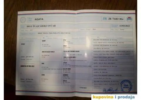 Beli svajcarski ovcar - 9/9