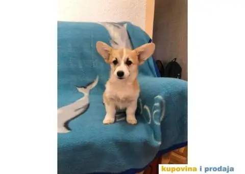 Velski Korgi Pembrok - 1/6