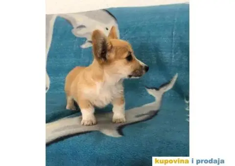 Velski Korgi Pembrok - 2/6