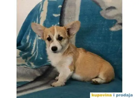 Velski Korgi Pembrok - 3/6