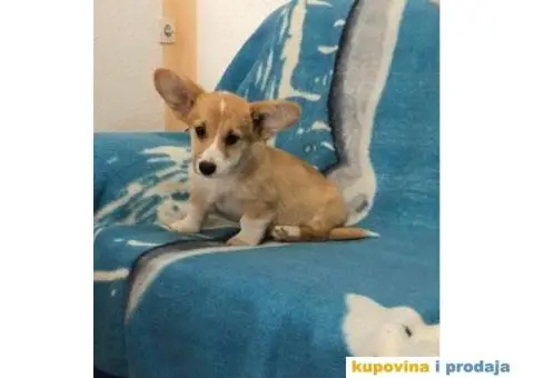 Velski Korgi Pembrok - 4/6