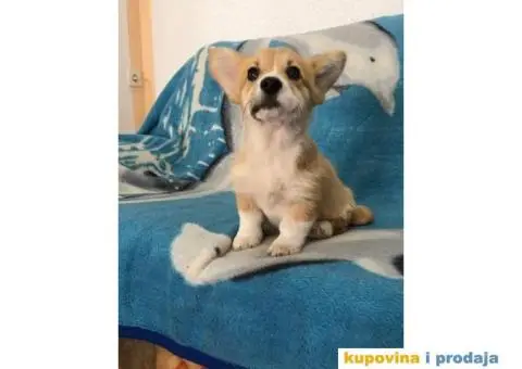 Velski Korgi Pembrok - 5/6