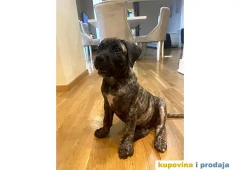 Presacanario - 3/4