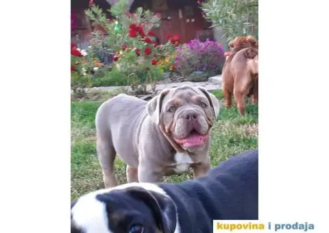 Engleski Buldog štenci - 1/3