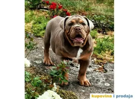 Engleski Buldog štenci - 2/3