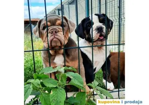 Engleski Buldog štenci - 3/3