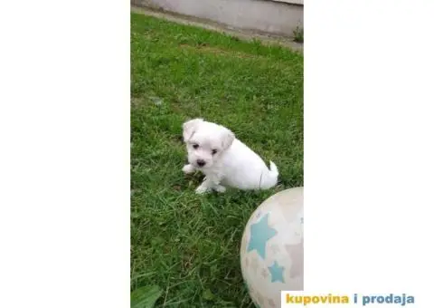 Maltezer štenci - 1/7