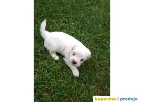Maltezer štenci - 2/7