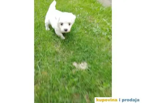 Maltezer štenci - 3/7