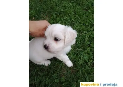 Maltezer štenci - 4/7
