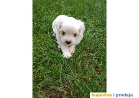 Maltezer štenci - 5/7