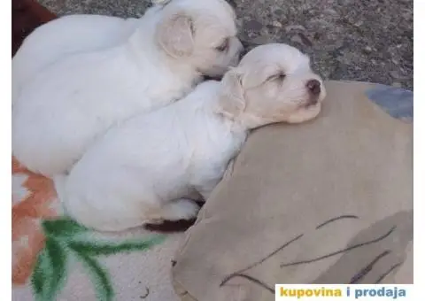 Maltezer štenci - 6/7