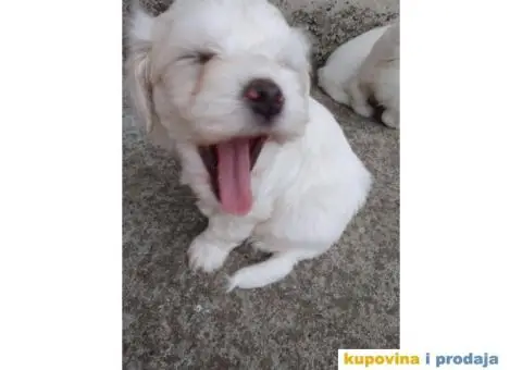 Maltezer štenci - 7/7