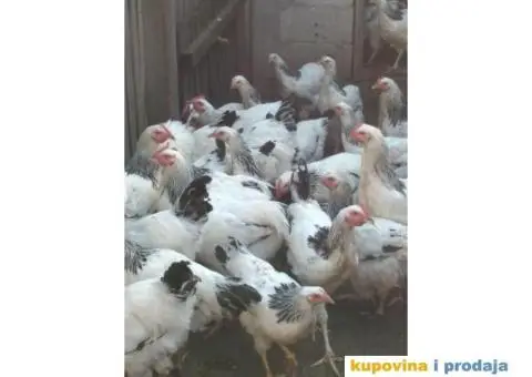 Prodaja zivine - 1/6