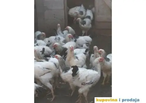 Prodaja zivine - 2/6