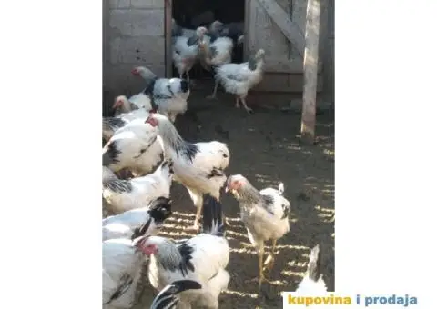 Prodaja zivine - 3/6