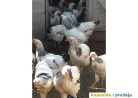 Prodaja zivine - 4/6
