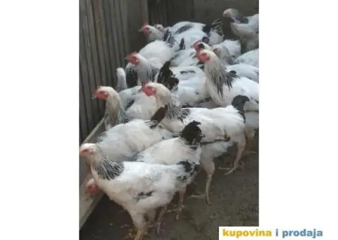 Prodaja zivine - 5/6