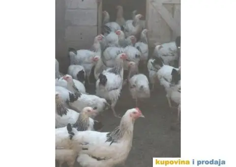 Prodaja zivine - 6/6