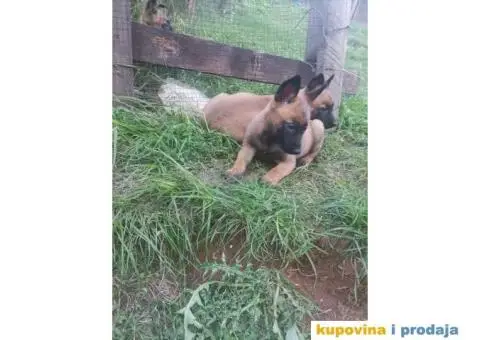 Belgijski Ovčar štenci - 2/15