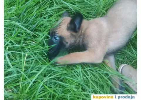 Belgijski Ovčar štenci - 4/15