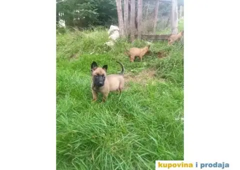 Belgijski Ovčar štenci - 6/15