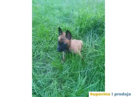 Belgijski Ovčar štenci - 7/15