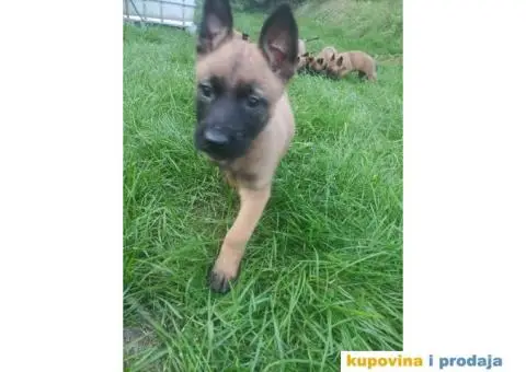 Belgijski Ovčar štenci - 8/15