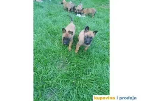 Belgijski Ovčar štenci - 9/15