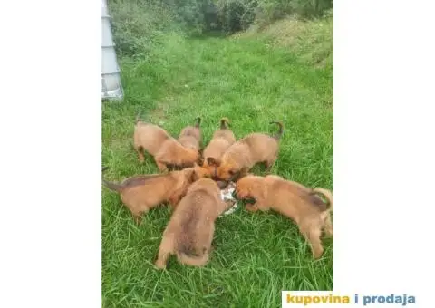 Belgijski Ovčar štenci - 10/15