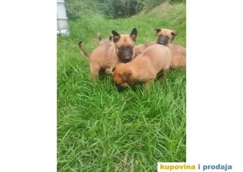 Belgijski Ovčar štenci - 11/15