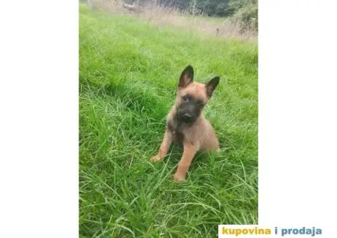 Belgijski Ovčar štenci - 12/15