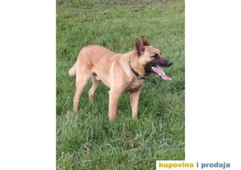 Belgijski Ovčar štenci - 13/15