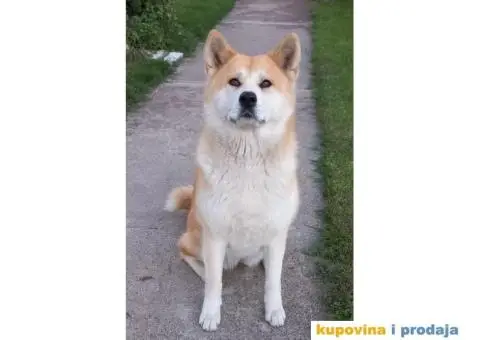 Ženka Akite Inu spremna za parenje - 1/4