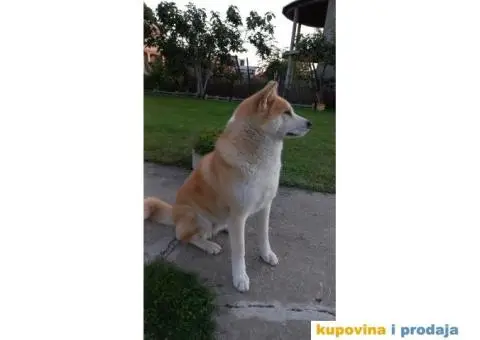 Ženka Akite Inu spremna za parenje - 2/4