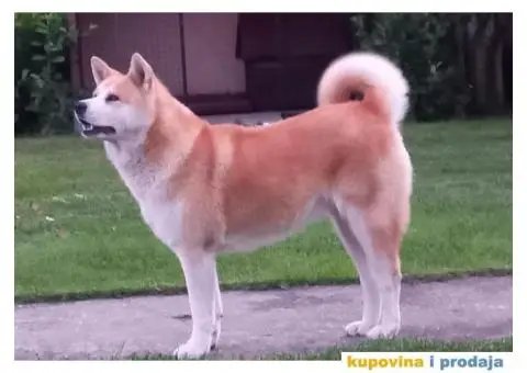 Ženka Akite Inu spremna za parenje - 3/4