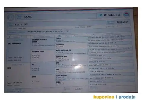 Ženka Akite Inu spremna za parenje - 4/4