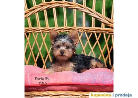 Jorkširski terijer - 1/4