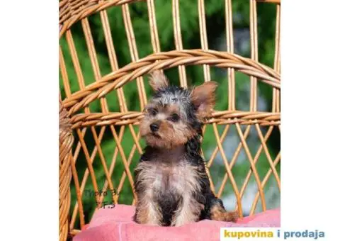 Jorkširski terijer - 2/4