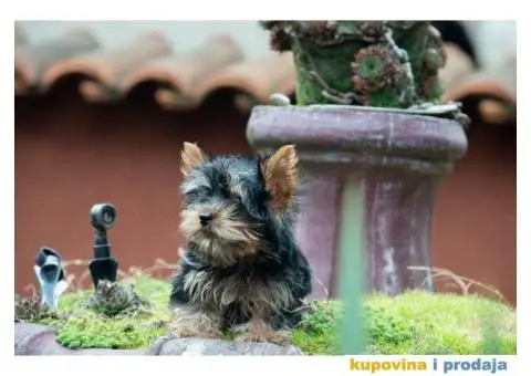 Jorkširski terijer - 3/4