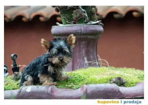 Jorkširski terijer - 4/4