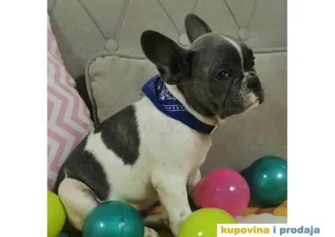 Francuski Buldog - 1/10