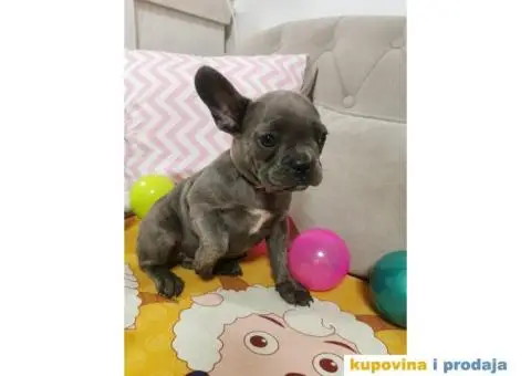 Francuski Buldog - 2/10