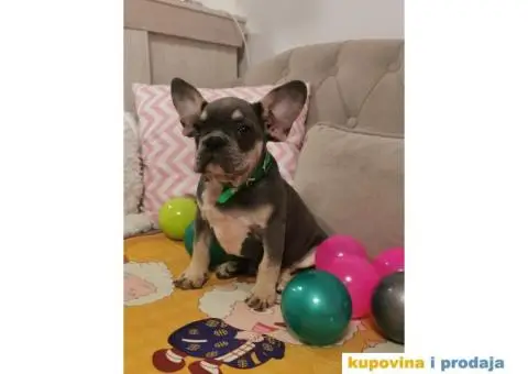 Francuski Buldog - 3/10